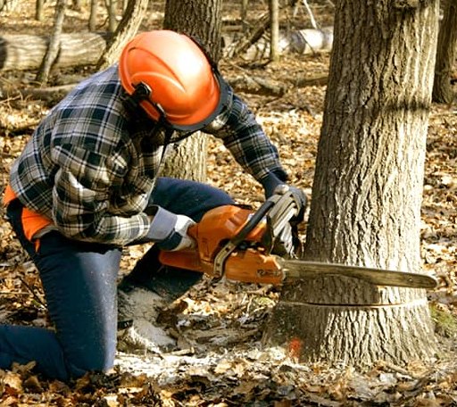 Tree Removal in Mckenna, WA